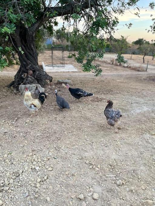 Quinta Da Alfarrobeira Peaceful Countryside Stay Faro Luaran gambar
